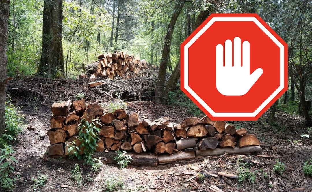 ¡Cierran senderos del Parque Nacional El Chico por plaga forestal! Facebook: Parque Nacional El Chico