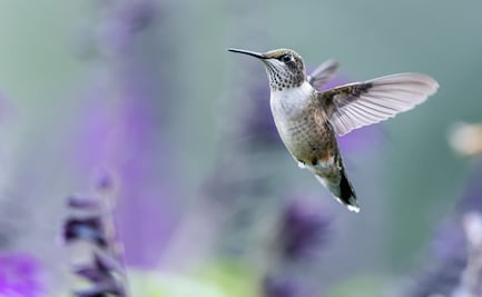 Tizayuca celebra el Festival “Huehue Huitzilihuitl Pluma de Colibrí”