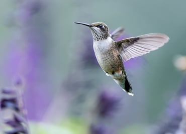 Tizayuca celebra el Festival “Huehue Huitzilihuitl Pluma de Colibrí”