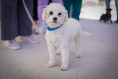 CECOBAM Tizayuca invita a adoptar perritos que buscan un hogar 