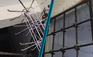 Plaga de moscas invade fraccionamiento Florencia en Tizayuca