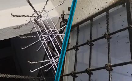 Plaga de moscas invade fraccionamiento Florencia en Tizayuca