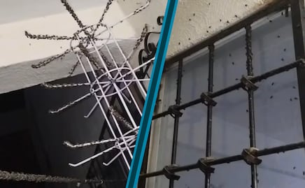 Plaga de moscas invade fraccionamiento Florencia en Tizayuca