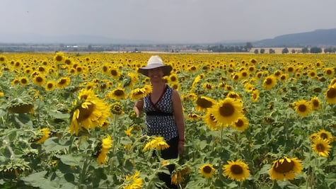 Tulancingo celebrará la primera Feria de los Girasoles el 19 de octubre