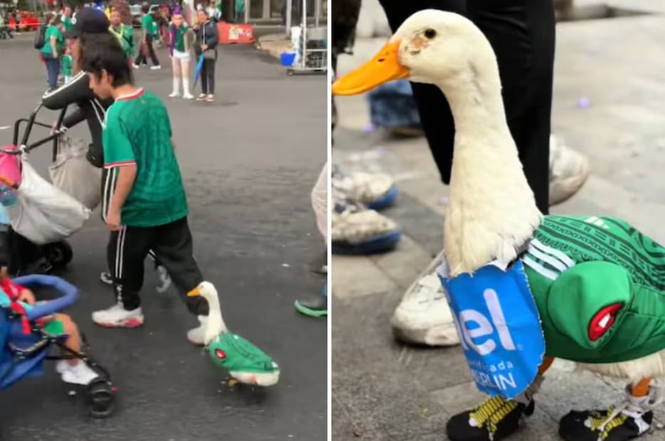 VIDEO: pato con la camisa de El Tri se viraliza; asiste a los festejos por la victoria de la Selección Mexicana en partido inaugural contra Sudáfrica. Foto: Captura de pantalla / Redes Sociales