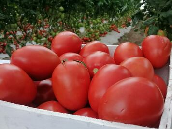 Lanzan en Tulancingo el programa Del Huerto a la Mesa para impulsar la alimentación saludable