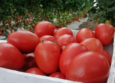 Lanzan en Tulancingo el programa Del Huerto a la Mesa para impulsar la alimentación saludable