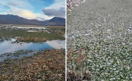 Sin retirar lirio acuático de presa  en Alfajayucan