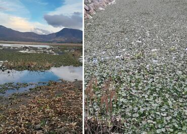 Sin retirar lirio acuático de presa en Alfajayucan