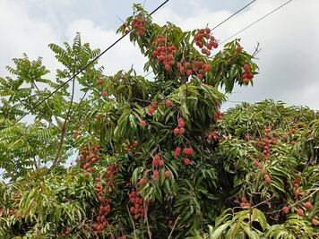 Productores de lichis iniciarán las cosechas, aún con sequía