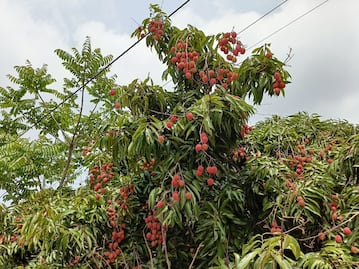 Productores de lichis iniciarán las cosechas, aún con sequía