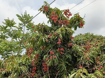 Productores de lichis iniciarán las cosechas, aún con sequía