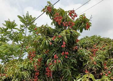 Productores de lichis iniciarán las cosechas, aún con sequía