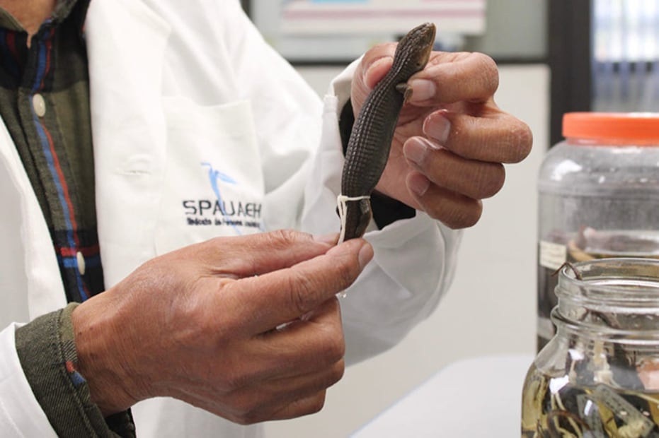 Profesor de la UAEH recibe el Premio Hidalgo de Ciencia y Tecnología 2025 por su destacada labor en herpetología | Foto: UAEH