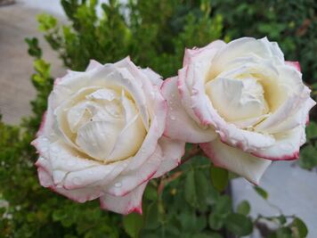 Pachuca y Apan, entre los cien municipios con más feminicidios denunciados a nivel nacional  