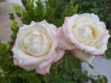 Registra Hidalgo 205 feminicidios en últimos 10 años