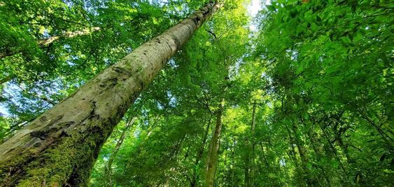 ¡Tesoro natural en peligro de extinción! Entre las montañas de Hidalgo, el escondite de la haya mexicana 