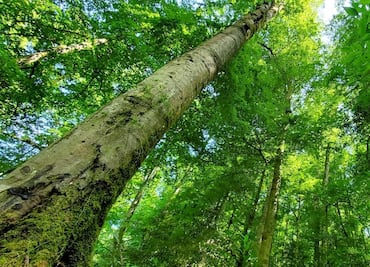 ¡Tesoro natural en peligro de extinción! Entre las montañas de Hidalgo, el escondite de la haya mexicana
