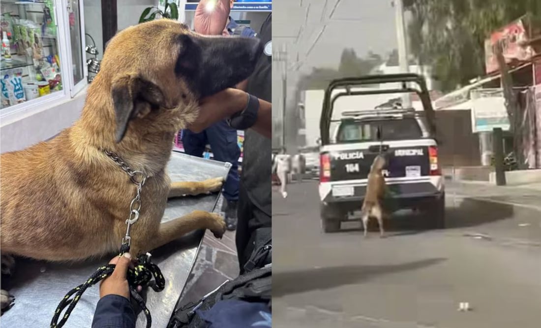 Se informó que el perro no sufrió ninguna lesión y está en un buen estado de salud | Captura de video