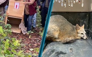 Liberan tigrillo y tres zorras grises en Los Mármoles tras exitoso proceso de rehabilitación