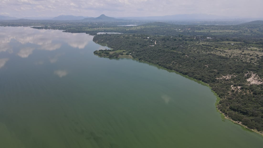 Limpieza del lirio en la presa Endhó no funciona: alcaldesa de Tepetitlán | Foto: especial