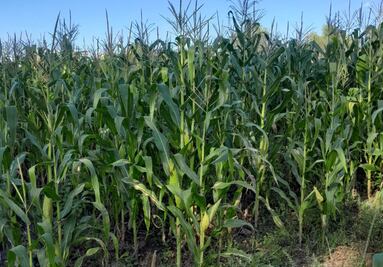 Hasta octubre de 2027 iniciarán los trabajos de reparación de canales en Alfajayucan