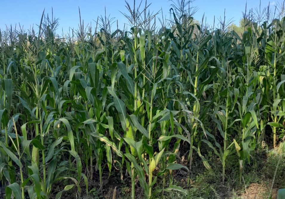 Será hasta octubre de 2027 cuando se inicien los trabajos de reparación de canales en el municipio de Alfajayucan por lo que en estos momentos no existe afectación a los campesinos, quienes continúan con sus productos en las milpas I Foto: Erika Gutiérrez