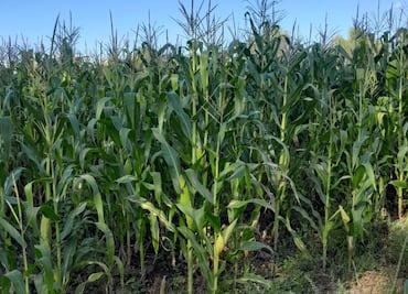 Hasta octubre de 2027 iniciarán los trabajos de reparación de canales en Alfajayucan