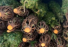 Profepa revisa más de 130 mil árboles de Navidad; confirma que ninguno presenta plagas 