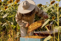 UAEH prepara evento para promover la apicultura y la protección de las abejas