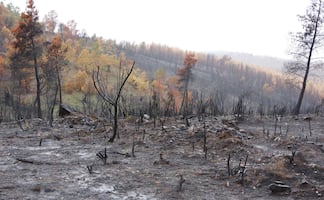Refuerza Hidalgo acciones de prevención ante la temporada de incendios forestales