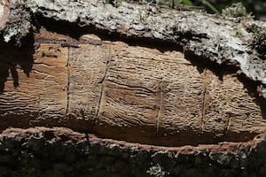 Plaga de insecto descortezador obliga al derribo de más de 22 mil oyameles en El Chico