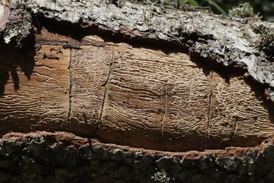 Plaga de insecto descortezador obliga al derribo de más de 22 mil oyameles en El Chico