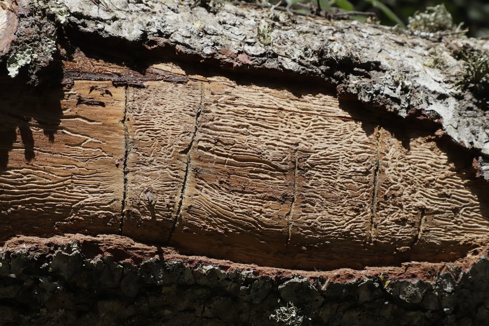 La NOM-019-SEMARNAT-2017 establece los lineamientos técnicos para la prevención, combate y control de insectos descortezadores | Foto: Luis Soriano