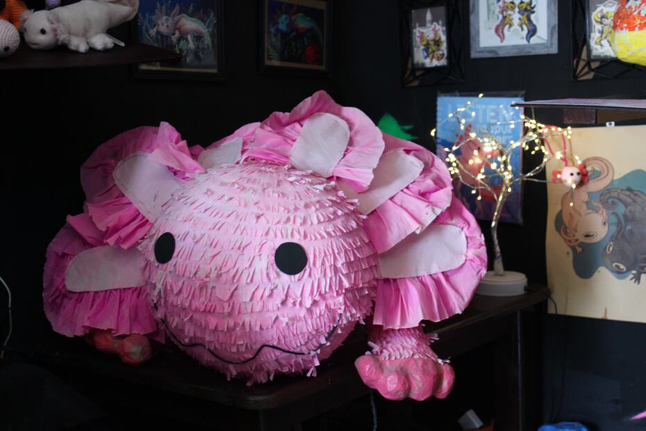 Un recorrido por el Ajolotario Miquiztli Xolotl Pachuca | Foto: Cinthya Carbajal