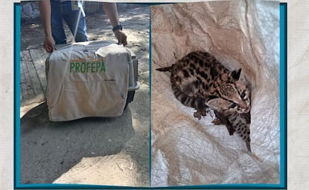 Rescatan a cachorra de tigrillo en Jaltocán; es trasladada para su protección