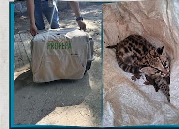 Rescatan a cachorra de tigrillo en Jaltocán; es trasladada para su protección