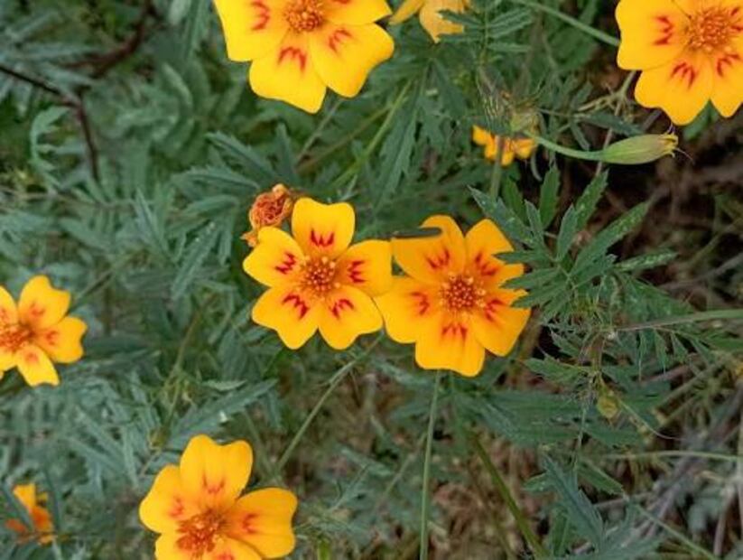 Tagetes lunulata | Foto: Wikimedia Commons
