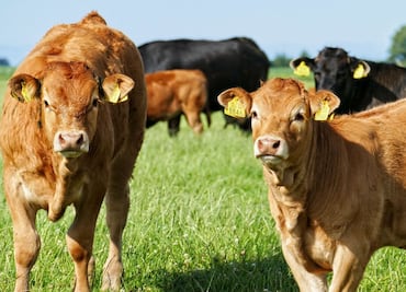 Tulancingo se suma a estrategia nacional contra el gusano barrenador del ganado