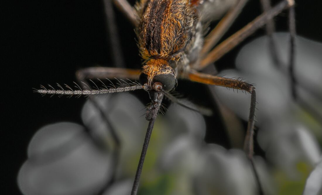 Foto: Pexels