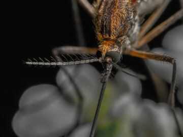 Detectan dos casos de dengue con signos de alarma en San Felipe Orizatlán