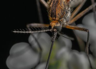 Detectan dos casos de dengue con signos de alarma en San Felipe Orizatlán