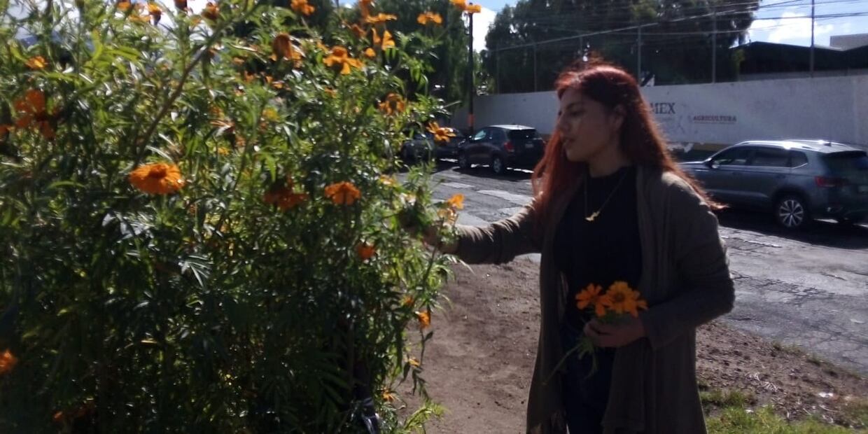 Por segundo año consecutivo se logró la siembra y cosecha de más de una tonelada de la flor de cempasúchil en el huerto urbano de Pachuca Foto: Arturo Torres