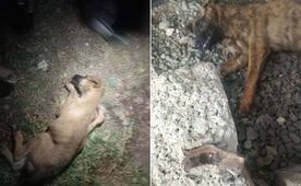Denuncian presunto envenenamiento masivo de perros en Tizayuca