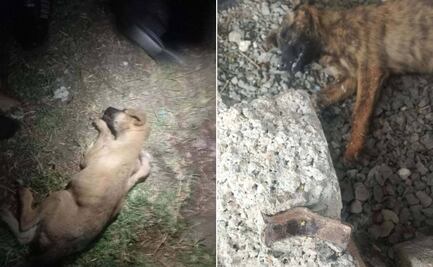 Denuncian presunto envenenamiento masivo de perros en Tizayuca