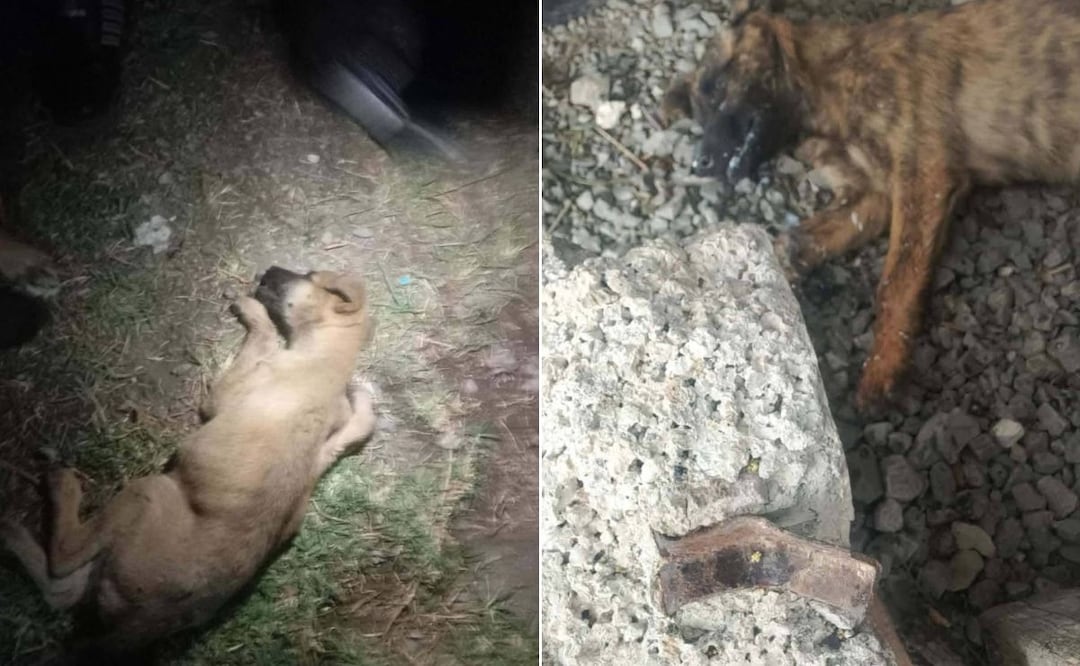 De los nueve cachorros que vivían en el sitio junto a dos perros adultos, únicamente sobrevivió uno, de aproximadamente tres meses de edad | Fotos: especiales