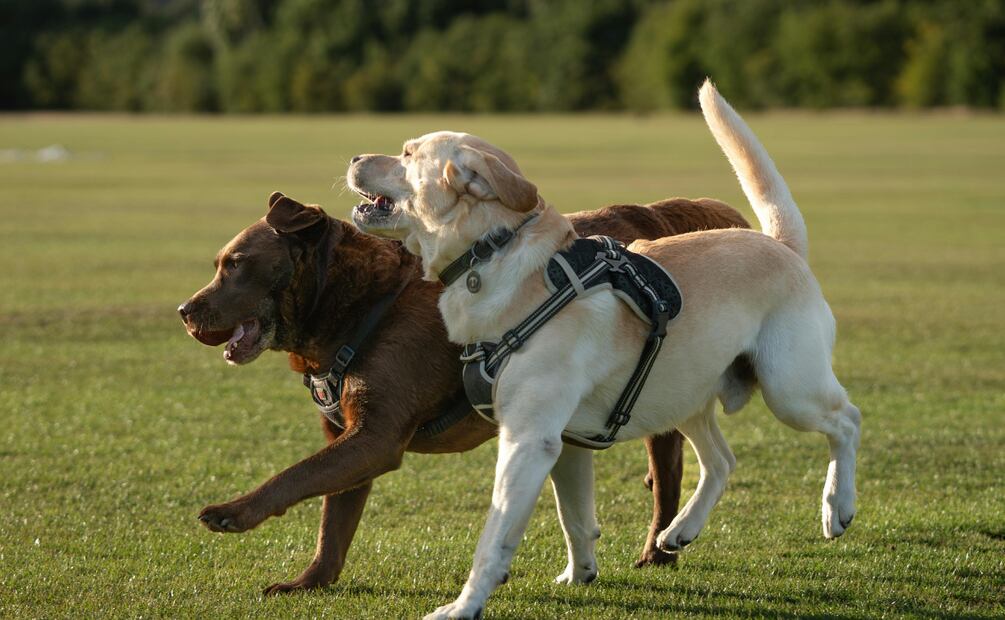 Convocan a carrera con causa y evento de concientización en favor del bienestar animal en Mineral del Chico | Foto: Pexels