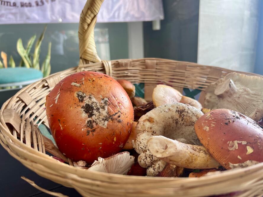 ¡El sabor del bosque te espera en Epazoyucan! Foto: Turismo Hidalgo