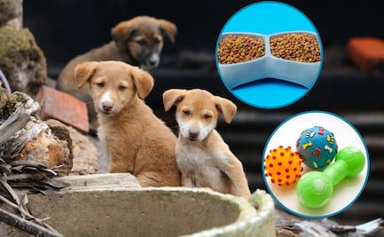 Croquetas Navideñas, un Gestito de Amor: una iniciativa para llevar esperanza a los perros en situación de calle