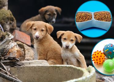 Croquetas Navideñas, un Gestito de Amor: una iniciativa para llevar esperanza a los perros en situación de calle